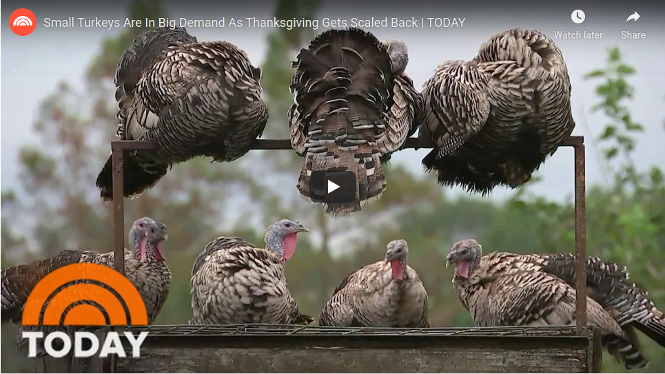 Crazy Hart Ranch on the Today Show: Big Demand for Small Turkeys. Opens new window.