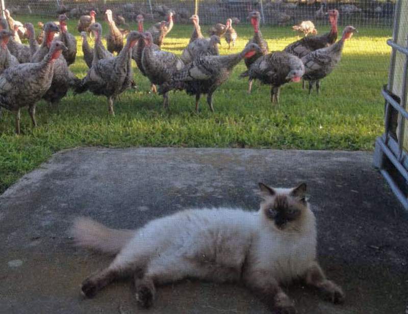 Cat hanging with the turkeys